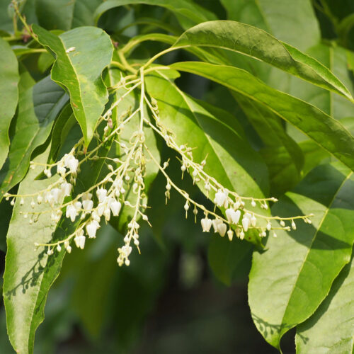 Sourwood, flower