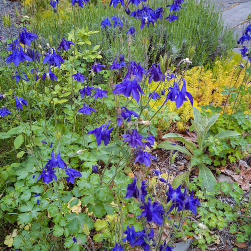 Alpine columbine