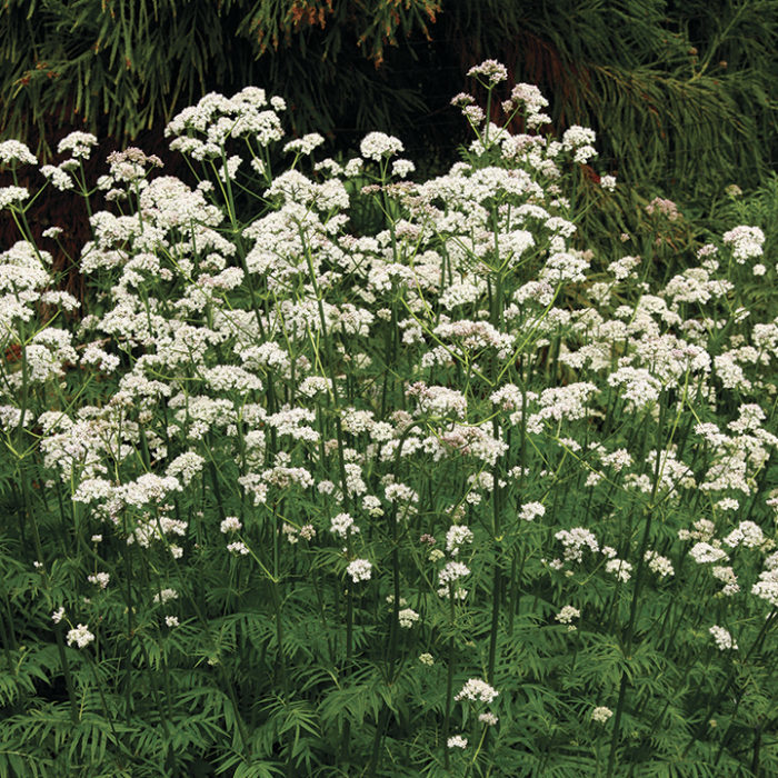 Common valerian