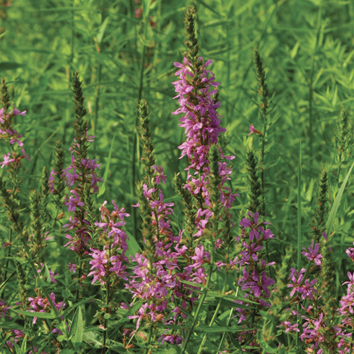 Purple loosestrife