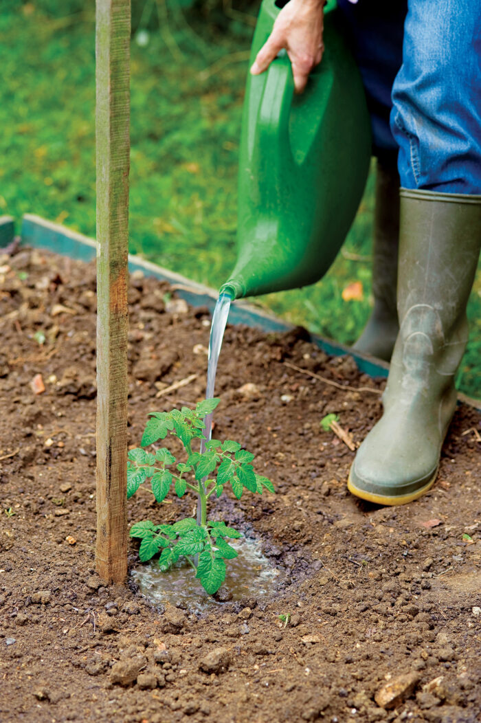 tomato myths about watering