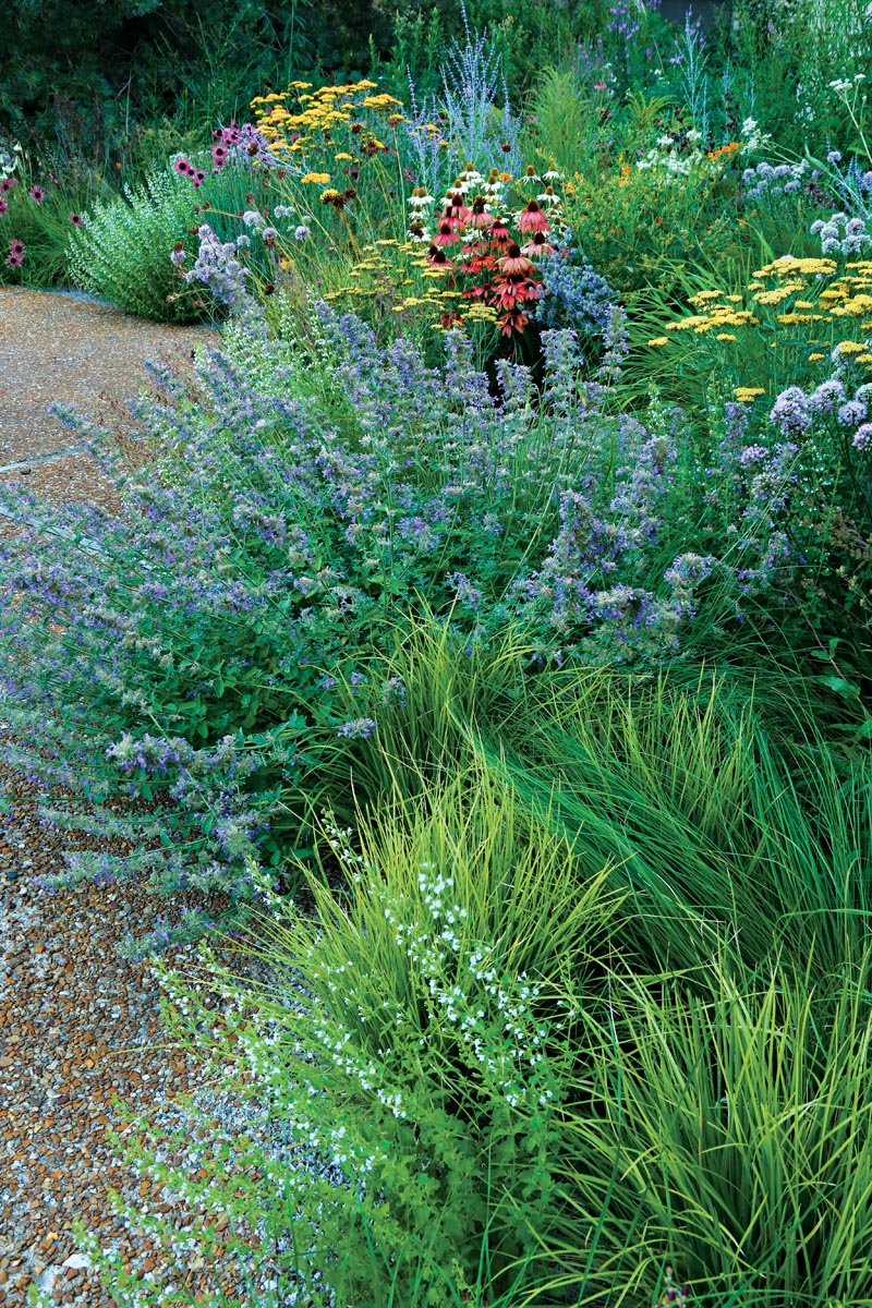 Drought-Tolerant Plant Combinations 7