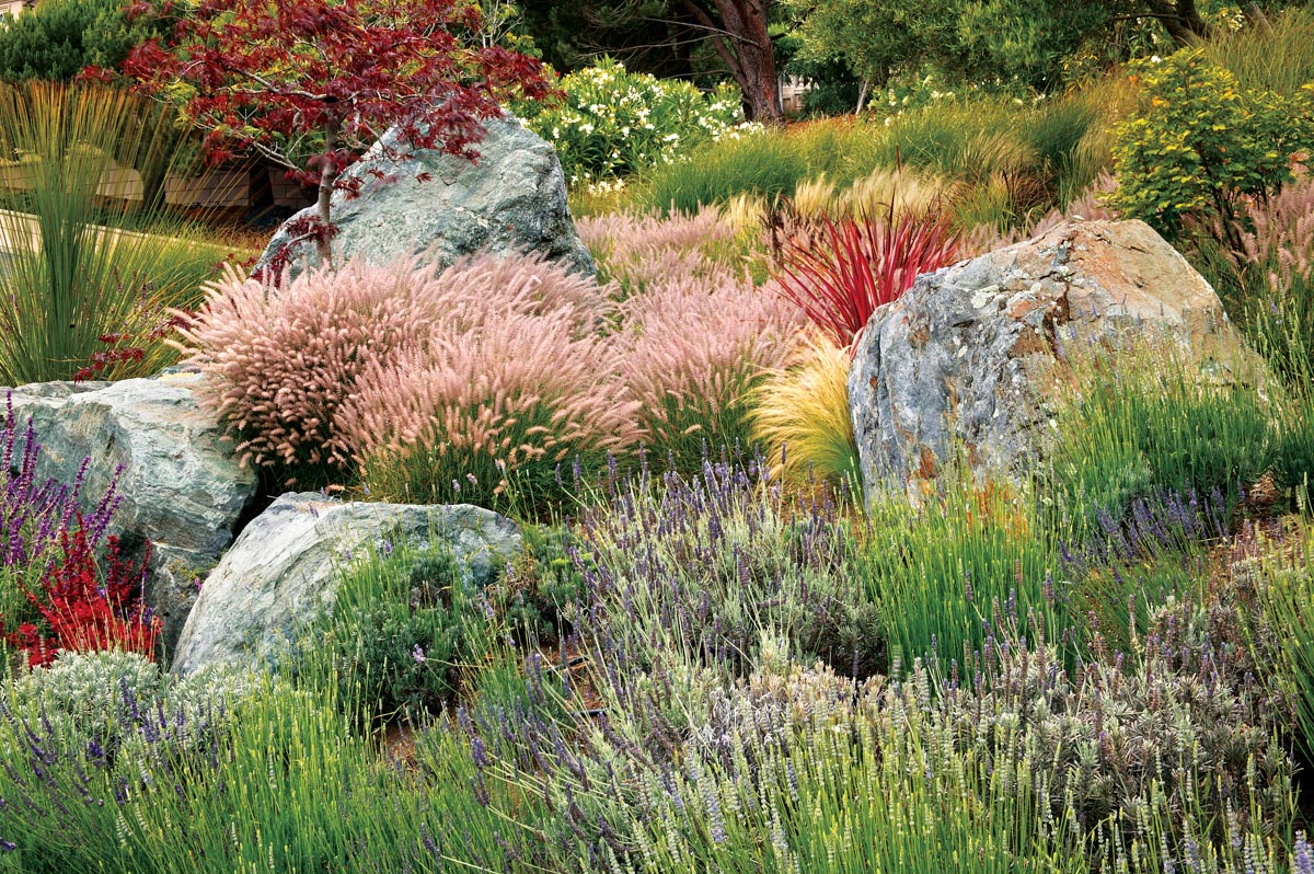 Drought-Tolerant Plant Combinations 3