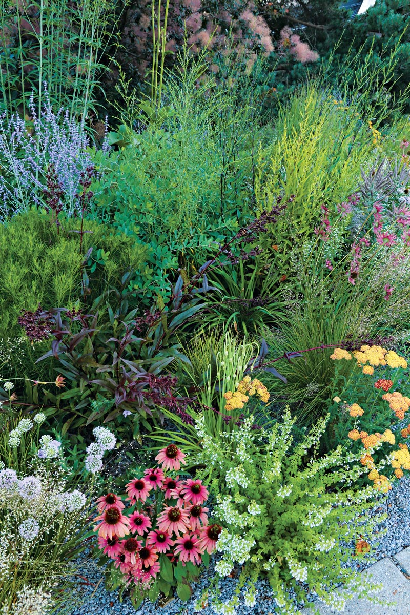 Drought-Tolerant Plant Combinations 6