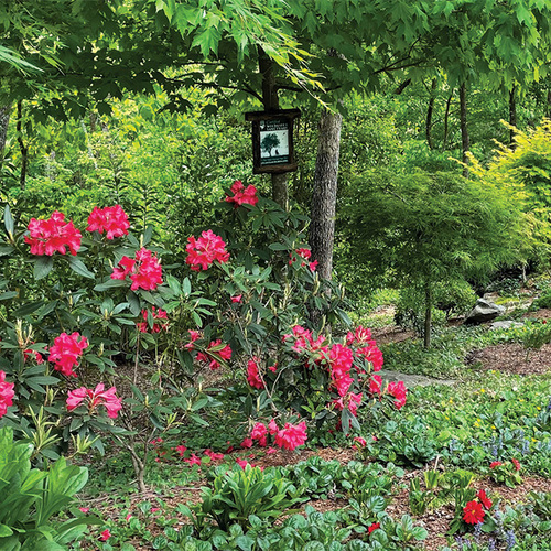 woodland garden