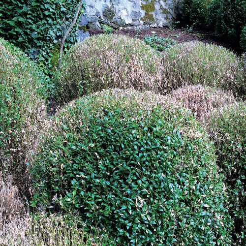 boxwoods with boxwood blight