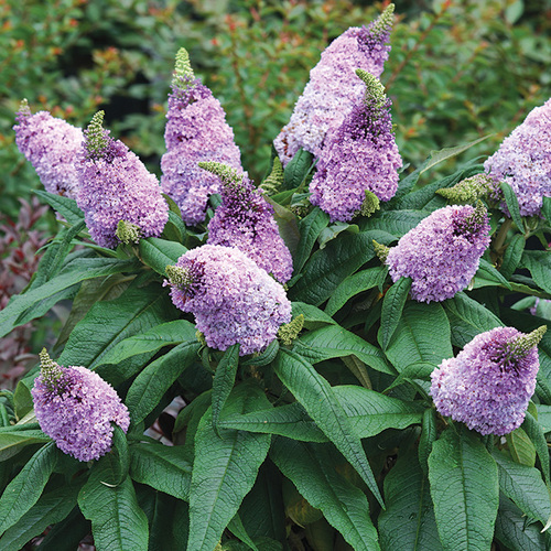 Amethyst Butterfly Bush