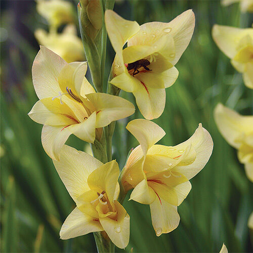 Gladiola