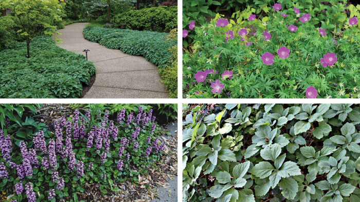 ground covers for shade