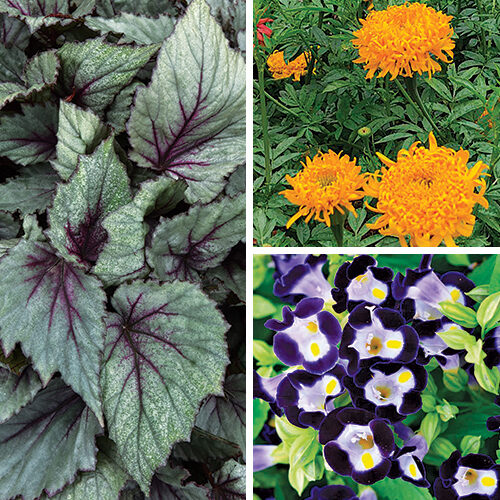 best new annuals