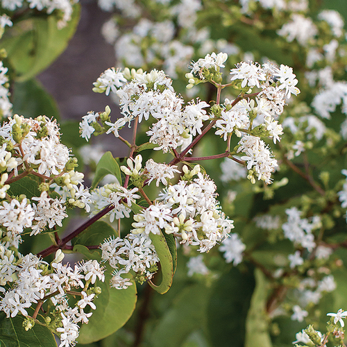 Tianshan® Seven-Son Flower