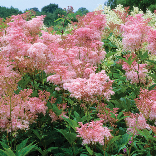 Venusta Queen of the Prairie