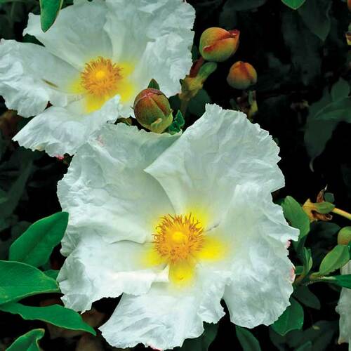 ‘Bennett’s White’ rock rose