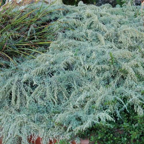 ‘Canyon Gray’ sagebrush