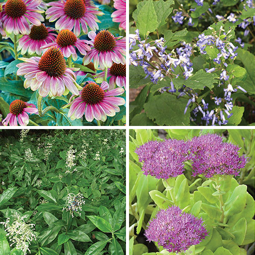 unusual fall perennials