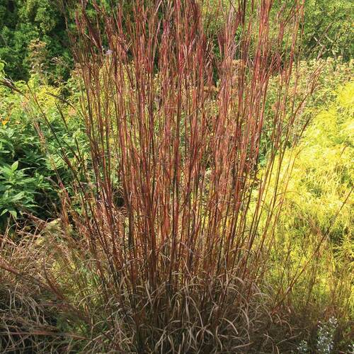 ‘Blackhawks’ big bluestem