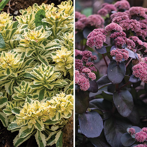 foliage sedums