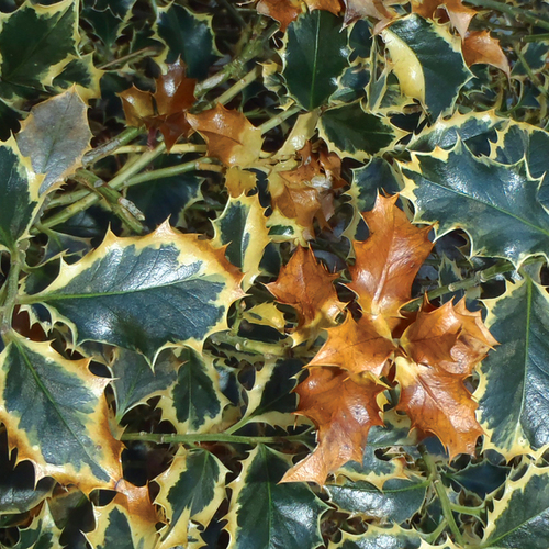 winter damage on holly