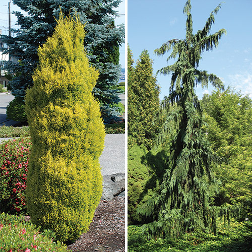 columnar conifers