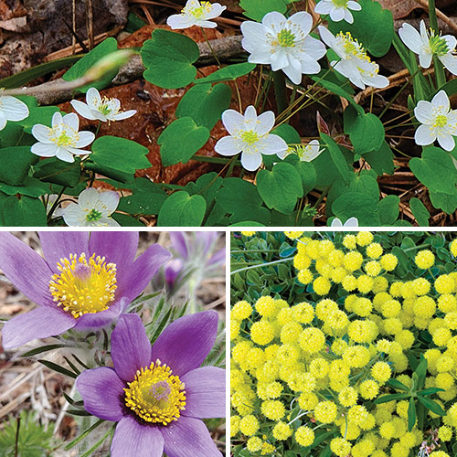 early spring flowers