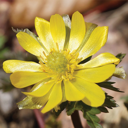 early spring flowers northeast