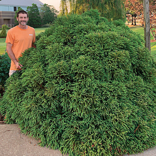 Globosa Nana dwarf japanese cedar