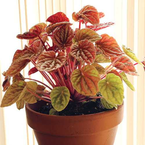 radiator plants