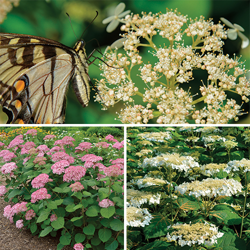 best native hydrangeas