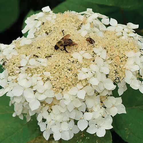 lacecap hydrangea