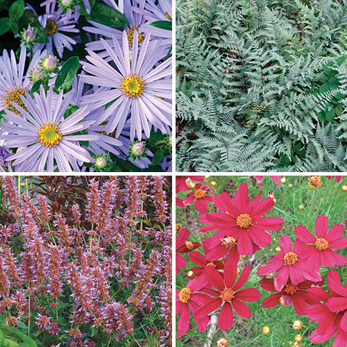 summer perennials