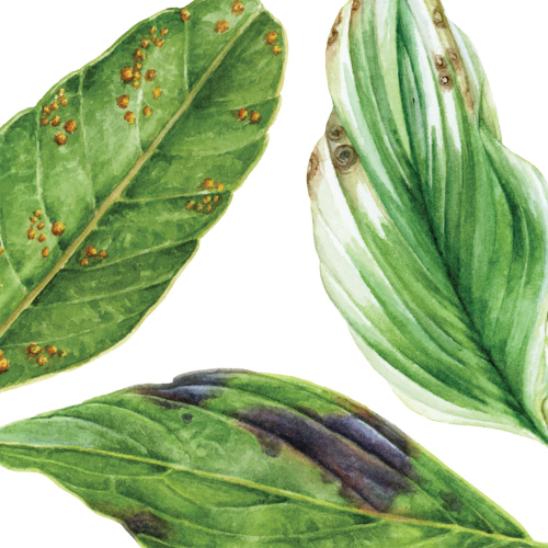 summer plant diseases