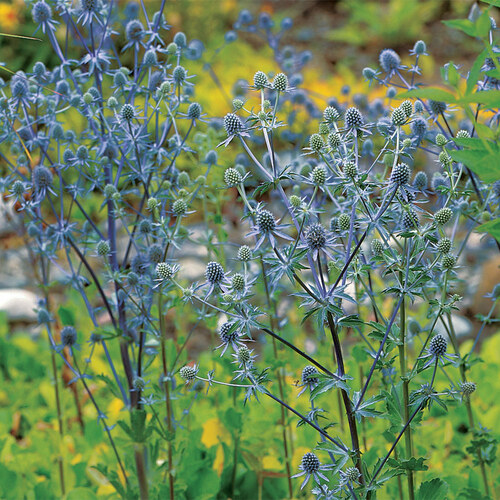 blue glimmer sea holly