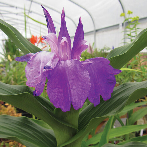 purple roscoea