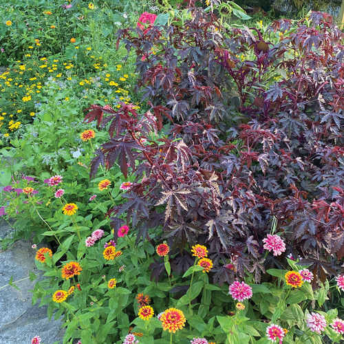 ‘Mahogany Splendor’ hibiscus