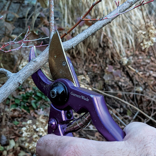 pruning