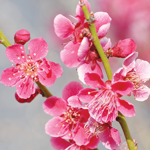 flowering tree