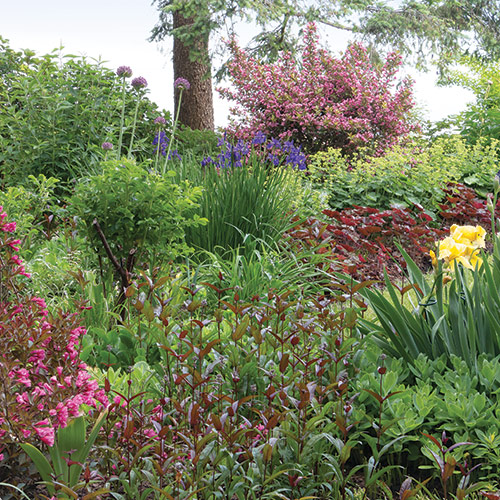 garden utilizing deer-resistant plants