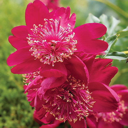 Sword Dance peonies