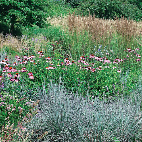 plant pairings