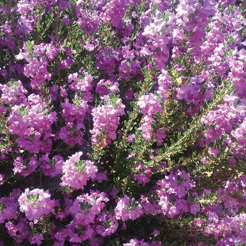 drought-tolerant shrub