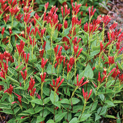 compact hummingbird plant