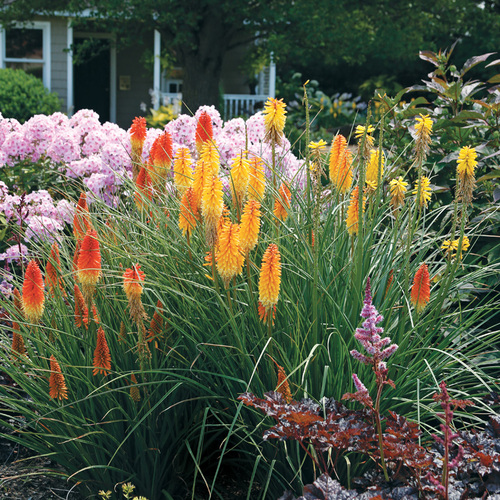 ‘Orange Blaze’ red hot poker