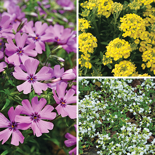 rock garden plants