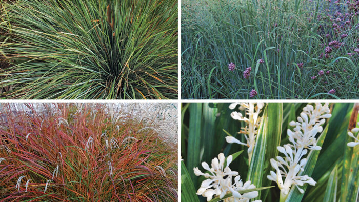 seasonal ornamental grasses