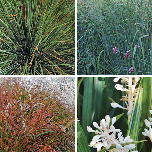 seasonal ornamental grasses