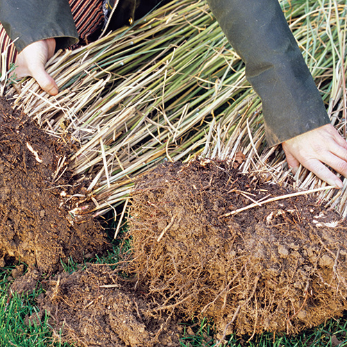 how to divide large ornamental grass