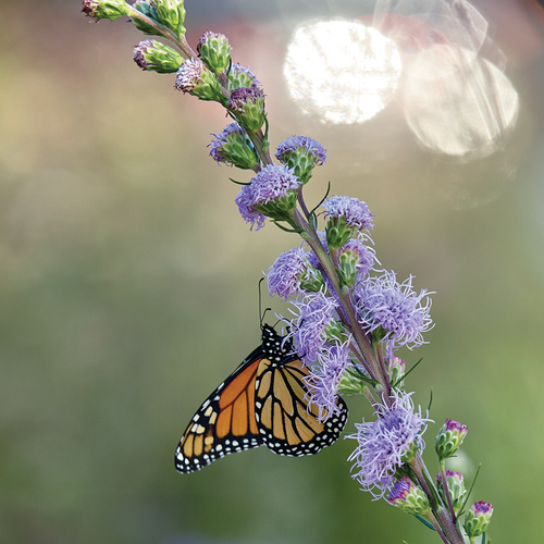 Rocky Mountain Liatris