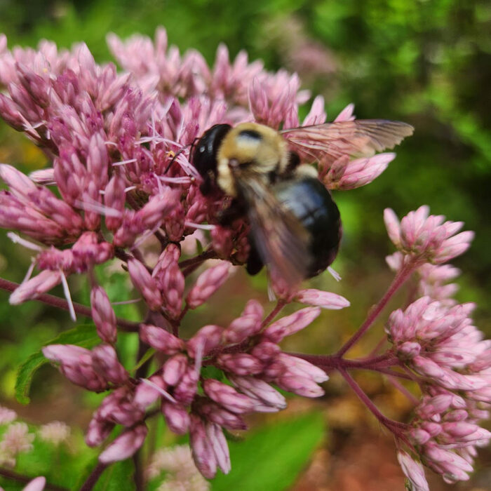 brown belted bumblebee on joe pye weed