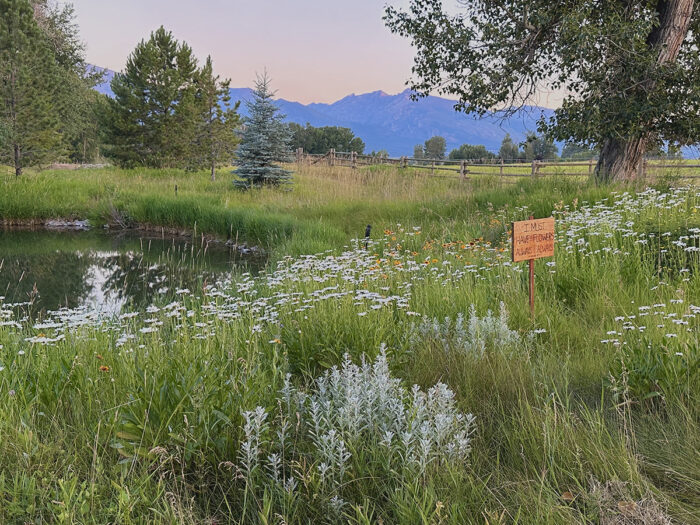 wildflower meadow