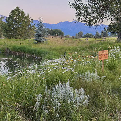 wildflower meadow